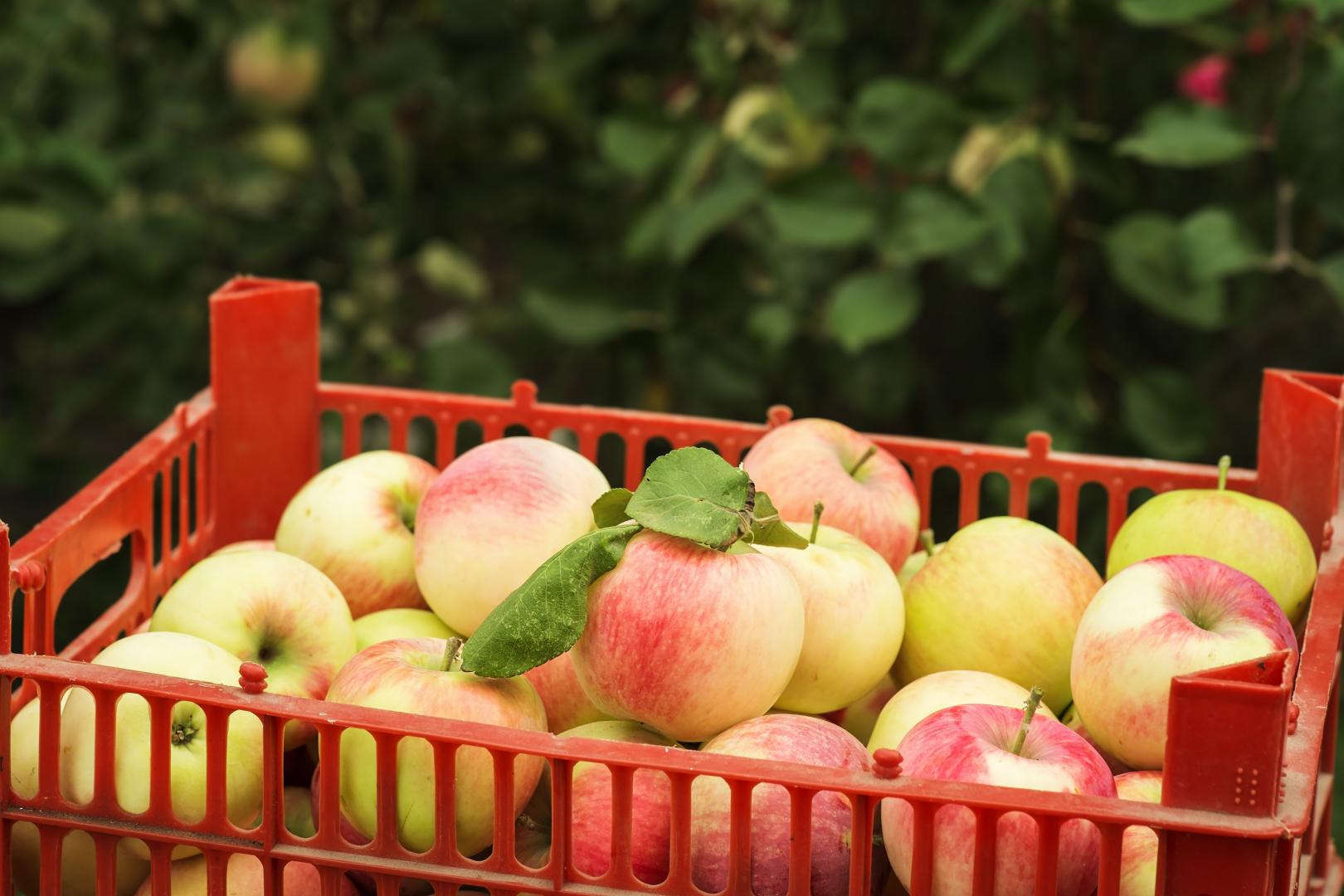 Produits locaux La Crau